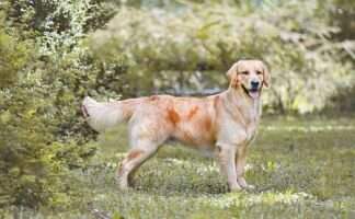 HU Puppy Grand Winner Future from Babelsbergi Land Therapy dog