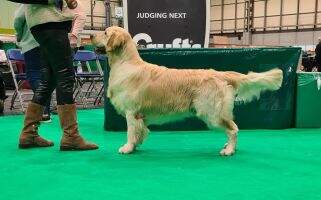 Ch.Spain.GBZ.Portugal. Int.CIE.Ch.J.Spain Ch. Iberian Champion BIS.UK. GRC TERRA DI SIENA I'M A DREAMER