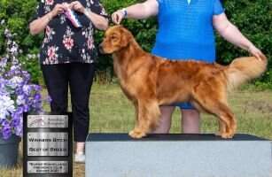 24k Retrievers Wish Come True for Maplelane