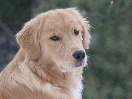 Golden Pond A Promis Kept