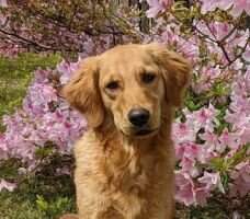 Goose Ridge 28 Paws By Brookside RA MXF MFB T2B2