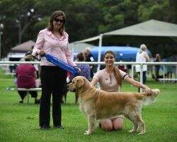 Aust. CH BlueBreeze Devine By Design