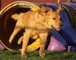 Cashmere's There And Back Again BCAT SEA SBN SIE SCN NJ SJ