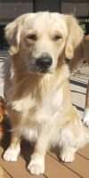 Francalia Toby Francalia Toby