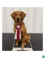 Spirit's Wicked Little Witch TDN SWN SD-N