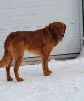 Haven's Mighty Diesel