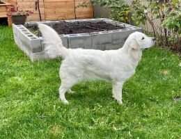 Douance a Precious Dream Loona