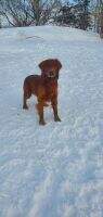 Haven's Major Red Hunter