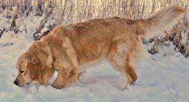 Centennial Golden Bear Centennial Golden Bear
