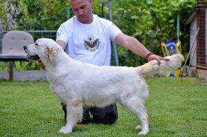 Srb Ch Srb Ch BiH Grand Ch Srb Penelope Fighter For Win Bear Of Gold