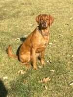 Chesness' Bailey Mae Chesness' Bailey Mae