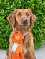 Granite Rock's Ajah Of Soaring Golden's FDC BCAT DS CGCA CGCU TKA ATT VHMA FTN
