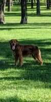Sir Bauer James of Northwood