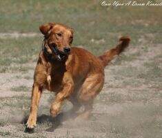 Bewitched Remington Ready Aim Fire