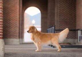 MBISS GCHS CH CKC CH Nat CH UKC River Mist Here Comes The Boom TKN
