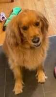 Kadi's Goldens Penny