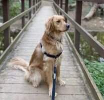 Kadi's Goldens Winston