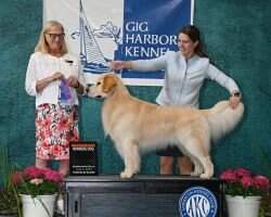 WBCH-B Golden Trip Easy Dreamer CCA BCAT DN RATO