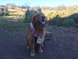 Simba Jr Lutz Tiento Golden True Love