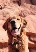 Chewy Sturt Chewy Sturt