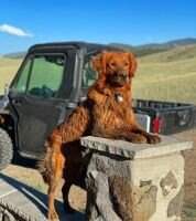 The Soul of Floyd Ranch Field Goldens TKN VSWB The Soul of Floyd Ranch Field Goldens TKN VSWB