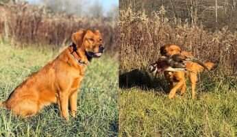 Allegheny River Retrievers Bali Elise TKN VHMA