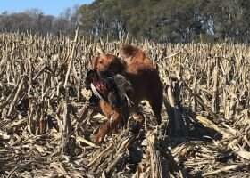 Hunt 'Em Up Goldens Caliber Of Merit