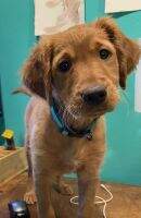 Brassfire's We Named the Dog Indiana