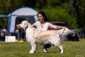 Grand Ch.Pl. Ch.Pl. Crufts Qualification '26 Irving Diamond Retrievers From Korol