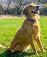 Gedzyk Oro Dixie Gedzyk Oro Dixie