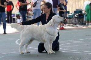 IL.CH IL.GCH CrmlW22 TLVW24 Arilis Line King In Show