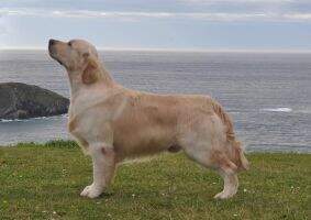 Esp.Pt.Int.Ch.JWW.22.Esp.Pt.Ib.JCh. Parabellum de Lar de Casanova CPC Winner 24