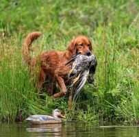 The Heart of Floyd Ranch Field Goldens TKN VSWB The Heart of Floyd Ranch Field Goldens TKN VSWB