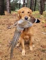 Gold Eagle's Dig a Lil' Deeper Gold Eagle's Dig a Lil' Deeper