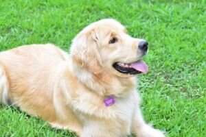 Indian Trail's Lady Luna Of House 44