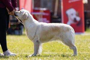 JChPl. ChPl. Innie Diamond Retrievers from Korol