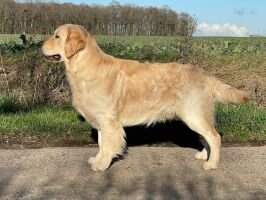Rayleas Super Trouper Rayleas Super Trouper