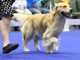 Clm Mystique I Ironman