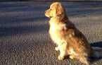 Eagleridge's Finn Again Is Awake