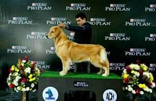 BOG Yanroze Zazu Bossa Nova CR CR CH CR HOND CH HOND Iberoamericano CH Sicalam CH NIC CH SALV CH SALV