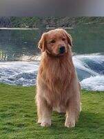 Haven's Bently