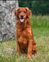 HR UH Jane's Sweet Freedom Barklee HR UH Jane's Sweet Freedom Barklee