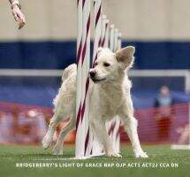 Bridgeberry's Light Of Grace AXP AJP ACT1 ACT2J BCAT CCA DN RATI