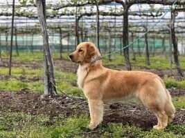 CHERISH GOLDEN?S THE OLIVE GROVES