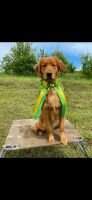 SHR Sir Henry The Golden Boy