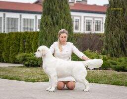 RUS 2хJCH RKF 2*CH RKF CH RUS Goldenrush Upa Dance