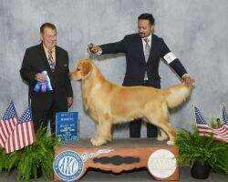 Goldenwind Millennium's Baby Hit The Mark