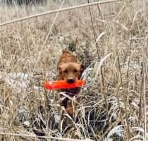 Allegheny River Retrievers Benelli Nickel Ethos TKN VHMA