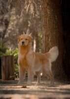 World Of Goldens AT Fly Goldens Veida World Of Goldens AT Fly Goldens Veida