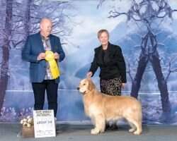BPIS MBPIG GRCHB Goldpaw's Baelfire Making Magic At Bearzden RI